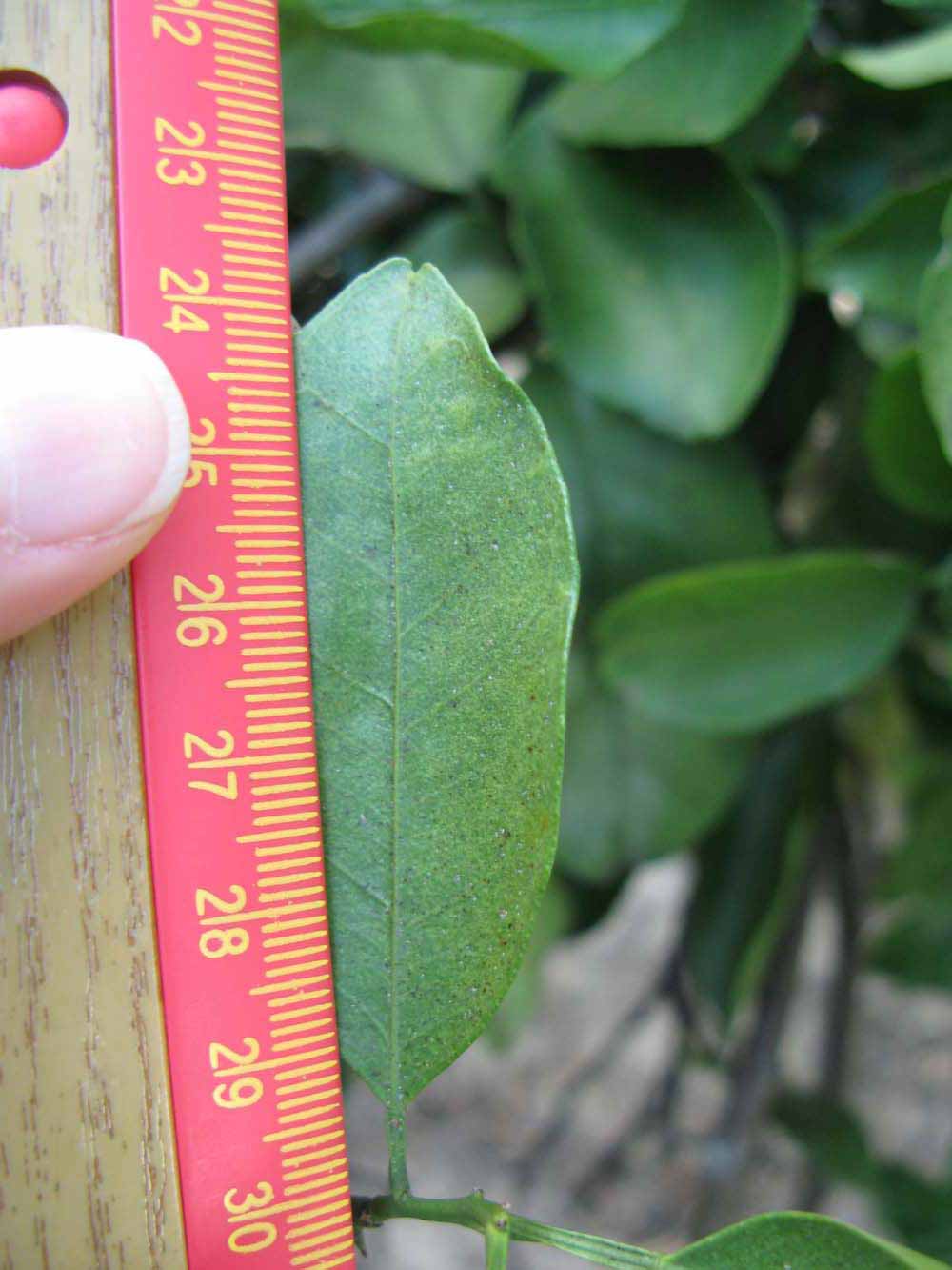              Unifoliolate leaf (Winter Haven, FL)       